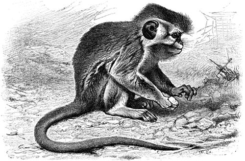 Angolan talapoin